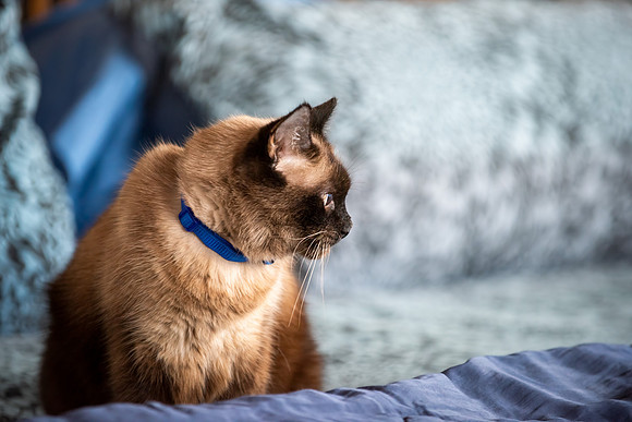Selkie-ABW_0154-Edit-Edit (2)