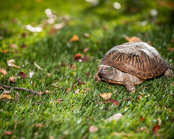 Steve-ABW_0287