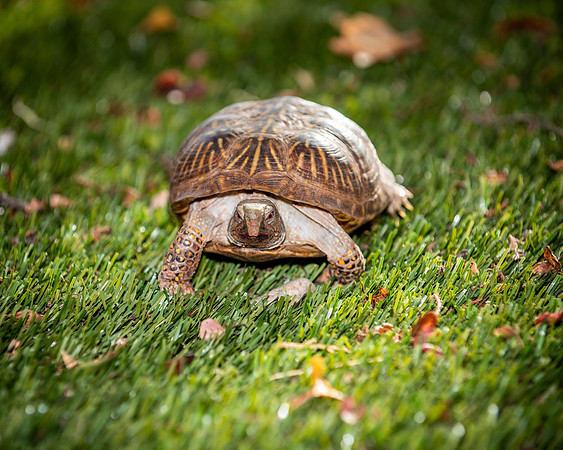 Steve-ABW_0289