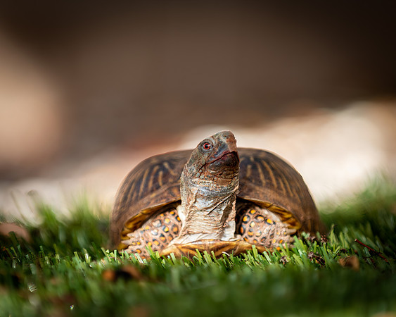 Steve-ABW_0306-Edit