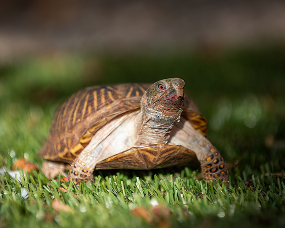 Steve-ABW_0328-Edit