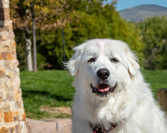Sarge-ABW_9892-Edit