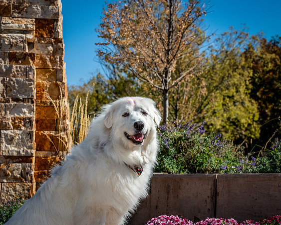 Sarge-ABW_9885-Edit-Edit