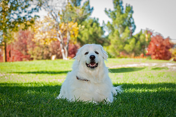 Sarge-ABW_9917-Edit